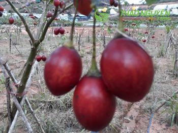 thao-nguyen-farm-42.jpg
