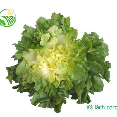 Xà Lách Corol