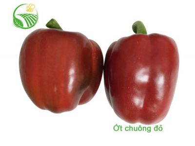 Red Capsicum