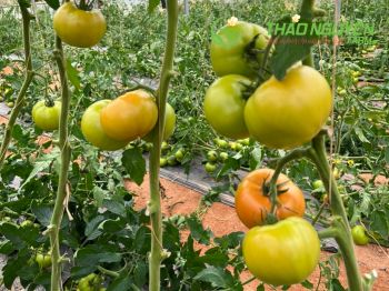 thao-nguyen-farm-13.jpg