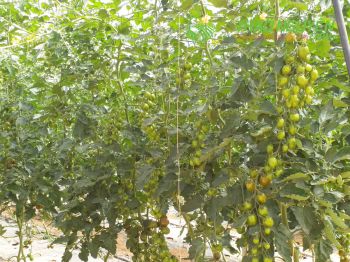 thao-nguyen-farm-40.jpg