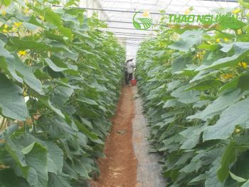 thao-nguyen-farm-47.jpg