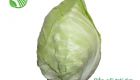 Heart Cabbage
