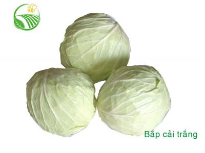 Cabbage