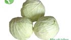 Cabbage