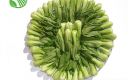 Bok Choy