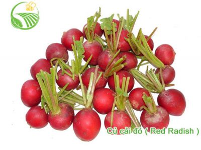 Radish