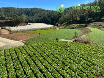 thao-nguyen-farm-07.jpg