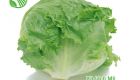 Iceberg Lettuce