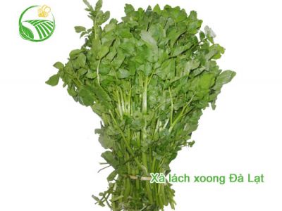 Water Cress Water Cress