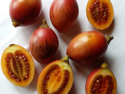 Woody Tomato