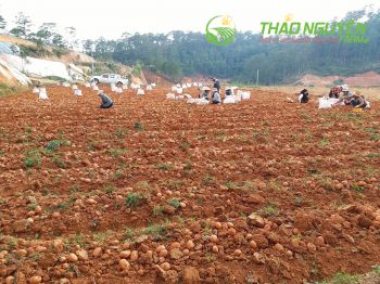 thao-nguyen-farm-20.jpg