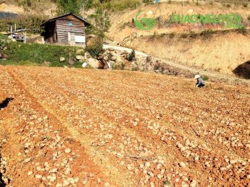 thao-nguyen-farm-21.jpg