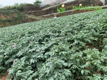 thao-nguyen-farm-49.jpg