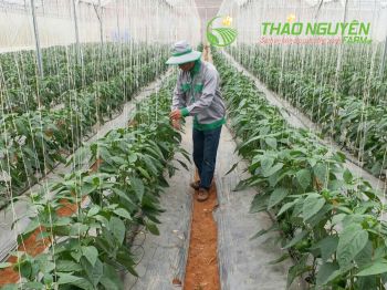 thao-nguyen-farm-50.jpg