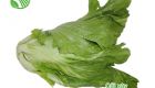 Mustard Green