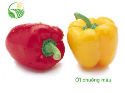 Color Bell Capsicum