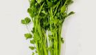 Hydroponics Celery