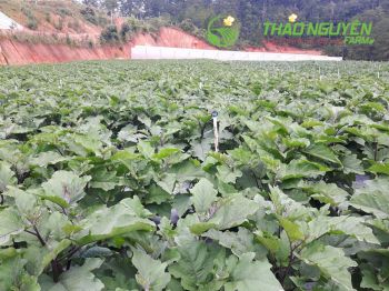 thao-nguyen-farm-44.jpg