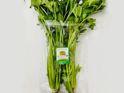 Hydroponics Celery