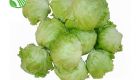 Iceberg Lettuce