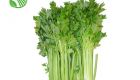 Celery