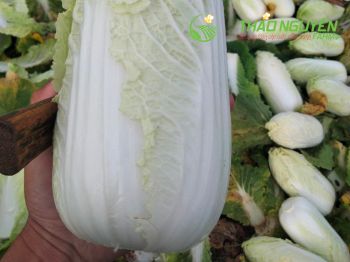 thao-nguyen-farm-18.jpg