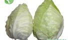 Heart Cabbage