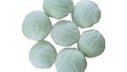 Cabbage