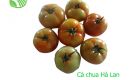 Holand Tomato
