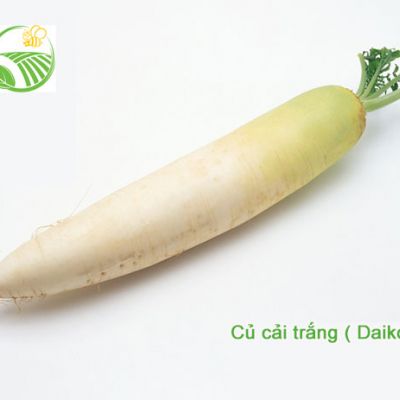 Củ Cải Trắng