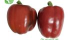 Red Capsicum