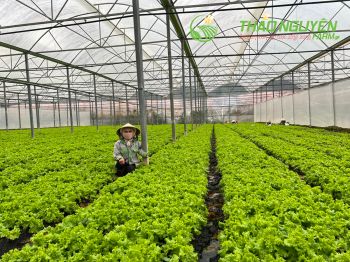 thao-nguyen-farm-03.jpg
