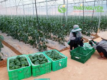 thao-nguyen-farm-11.jpg