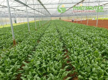 thao-nguyen-farm-37.jpg
