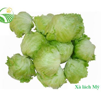 Xà Lách Mỹ