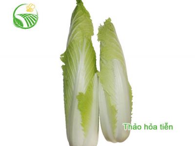 Rocket Chinese Cabbage Rocket Chinese Cabbage