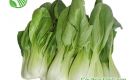 Bok Choy