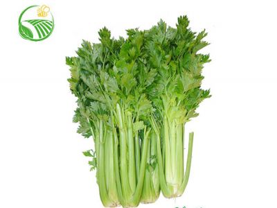 Celery