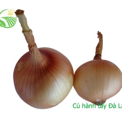 Hành Tây Đà Lạt