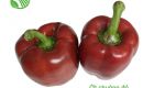 Red Capsicum