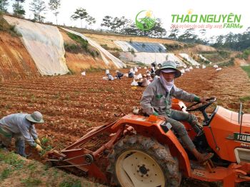 thao-nguyen-farm-19.jpg