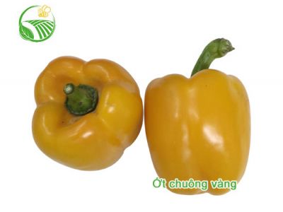 Yellow Capsicum