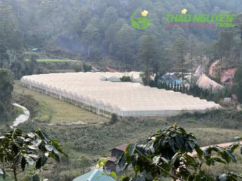 thao-nguyen-farm-02.jpg