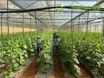 thao-nguyen-farm-09.jpg