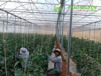thao-nguyen-farm-35.jpg