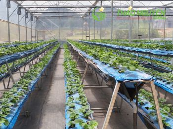 thao-nguyen-farm-46.jpg