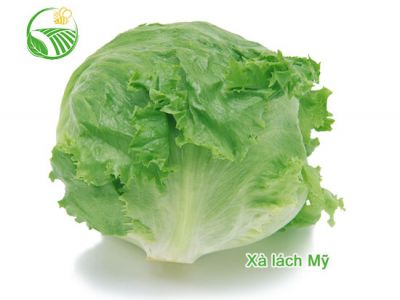 Iceberg Lettuce