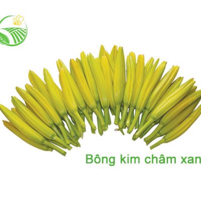 Bông Kim Châm Xanh