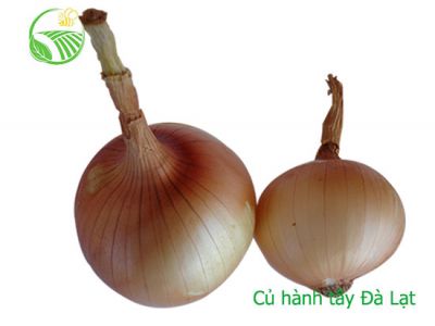 Onion
